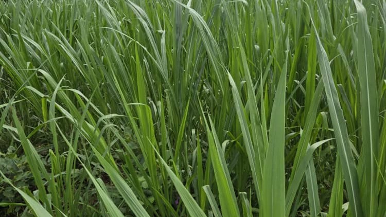 Pasture feeds
