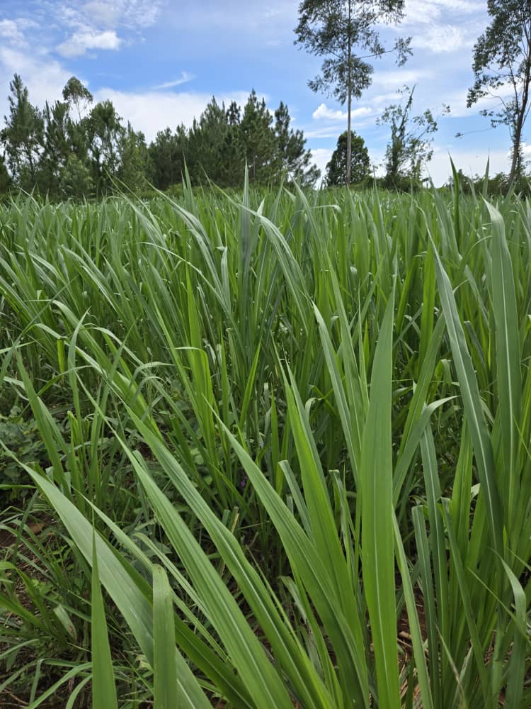 Pasture feeds