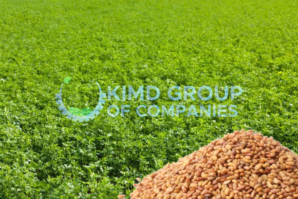 Pasture seeds