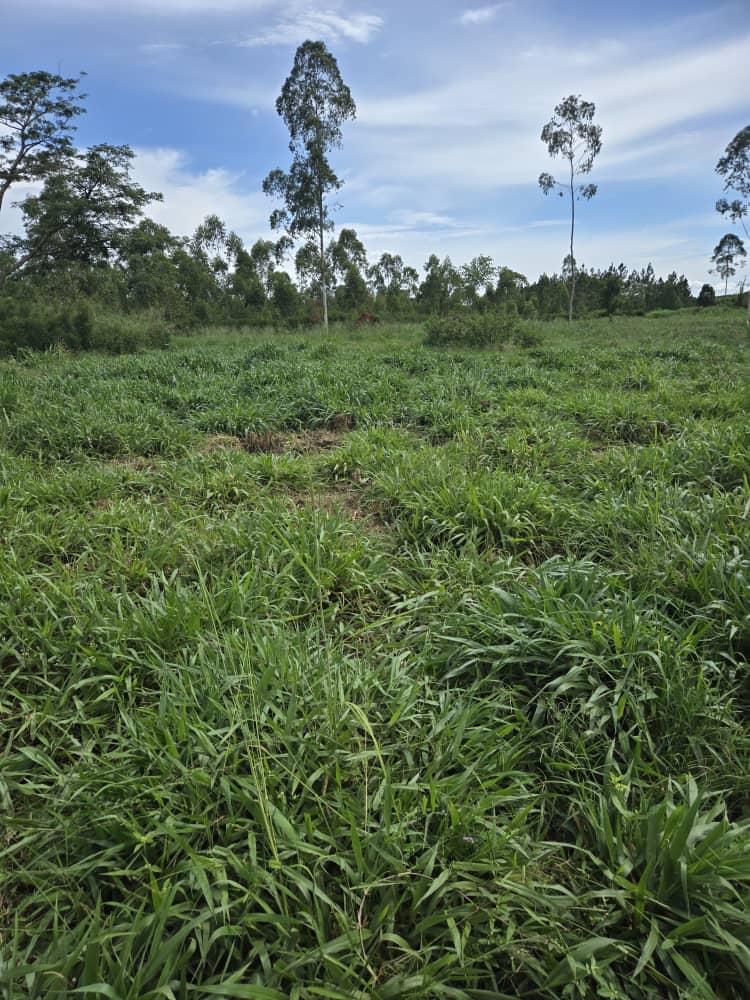 Pasture